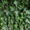 Haie De Lierre Artificielle 250 Feuilles 3 M² 1 Haie De Lierre Artificielle 250 Feuilles 3 M² -Jardelix Soldes Magasin haie artificielle lierre vert