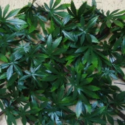 Haie Artificielle Feuilles De Vigne Vierge Treillis Extensible Sur Mesure 1x2m 5 Haie Artificielle Feuilles De Vigne Vierge Treillis Extensible Sur Mesure 1x2m -Jardelix Soldes Magasin haie artificielle vigne vierge