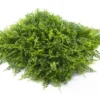 Mur Végétal Artificiel En PVC Fougères - 1 M² -Jardelix Soldes Magasin mur vegetal artificiel fougeres