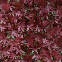 Mur Végétal Artificiel En PVC Vigne Rouge - 1 M²