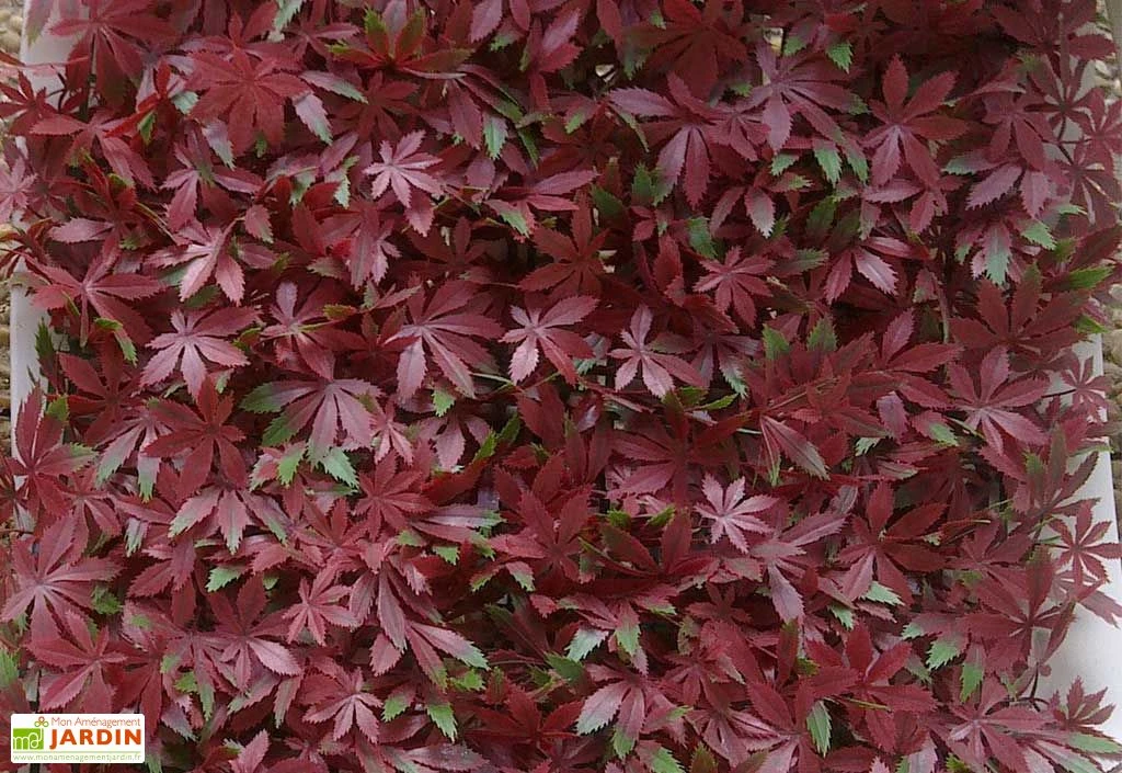 Mur Végétal Artificiel En PVC Vigne Rouge - 1 M² 3 Mur Végétal Artificiel En PVC Vigne Rouge - 1 M²